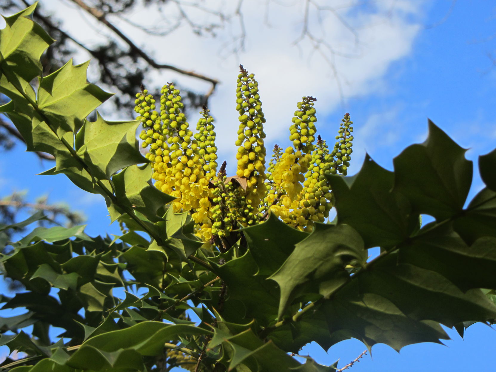 JAN mahonia.JPG